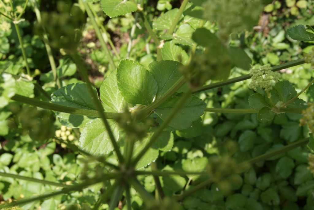 Smyrnium olusatrum